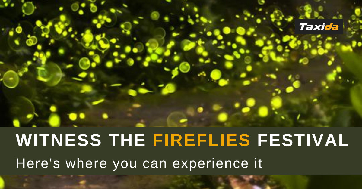 Witness the Fireflies festival - Here's where you can experience it