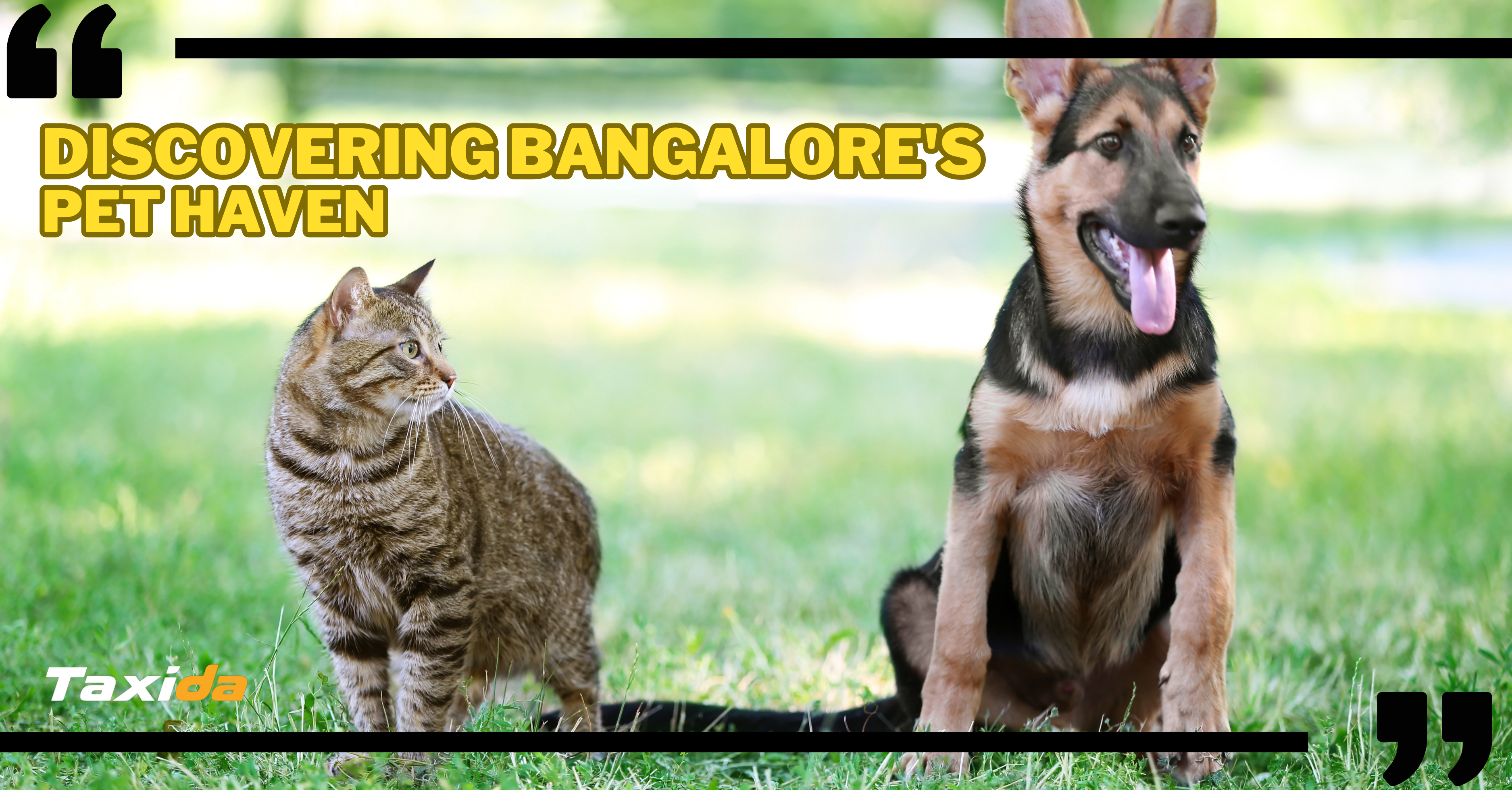 Discovering Bangalore's Pet Haven: Embark on a Whiskered Journey!