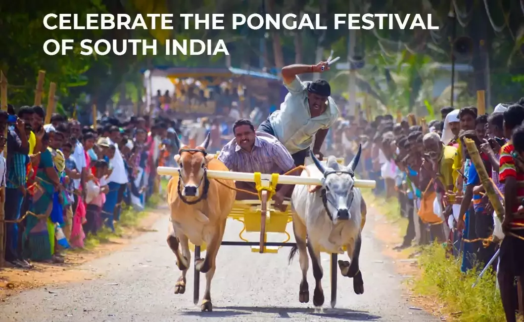 Celebrate the Pongal Festival of South India